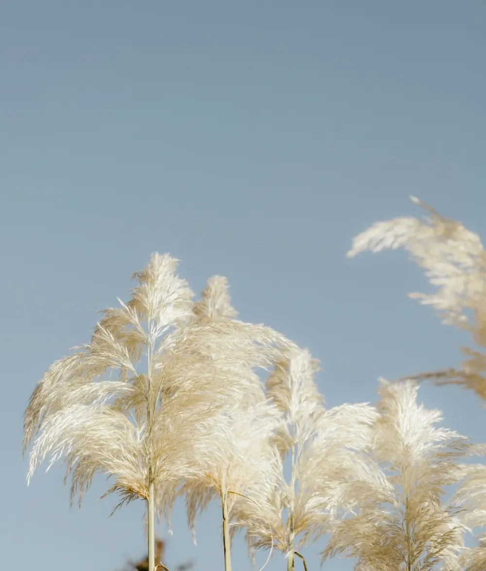 Plantes plumeaux devant un ciel bleu