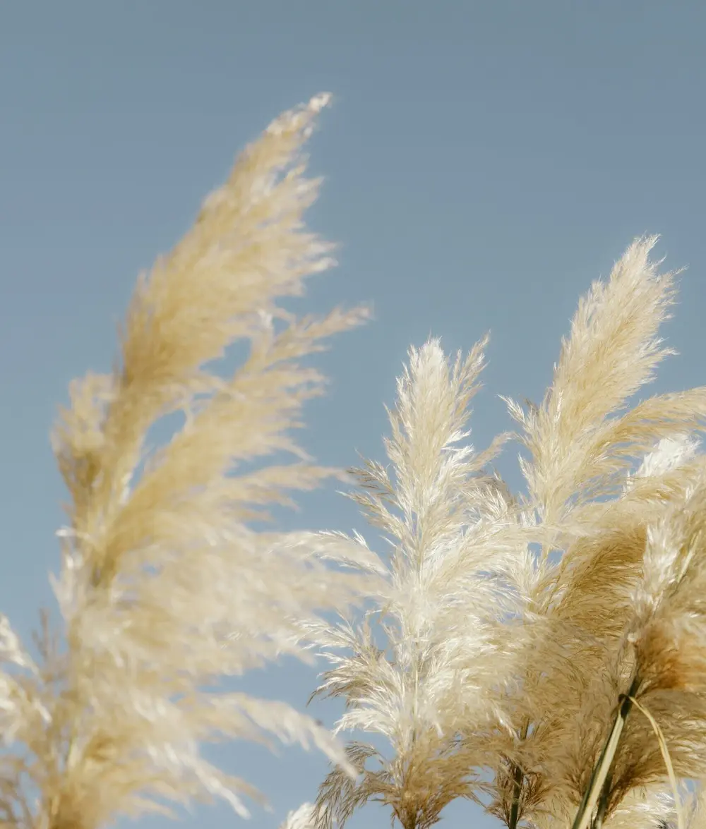 Plantes plumeaux devant un ciel bleu